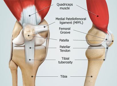 Knee Anatomy